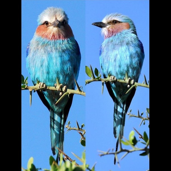 1. Lilac-throated roller Serengeti  Pam Henline  2-11