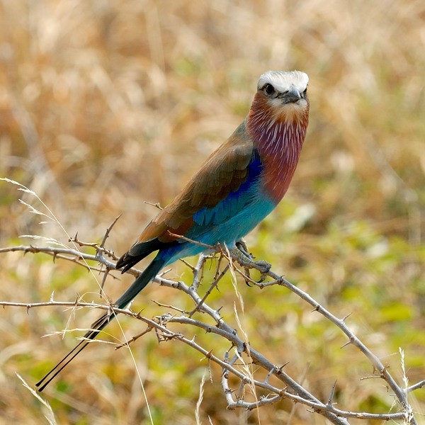 19. South Tarangire  7-12