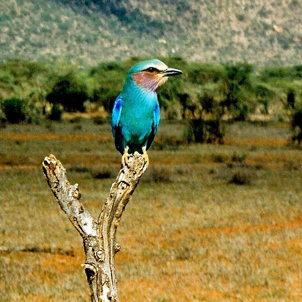 2. Lilac-throated roller  Kenya  Tom Nicholls  11-96
