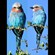 1. Lilac-throated roller Serengeti  Pam Henline  2-11