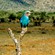2. Lilac-throated roller  Kenya  Tom Nicholls  11-96