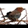 5. Immature  Mkomazi  7-08