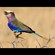 9. Serengeti  Bruce Seiber  9-08