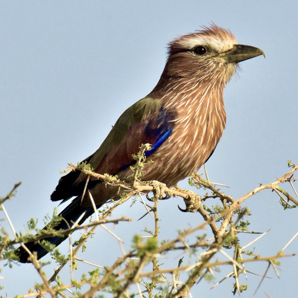 1. Oldonyo Sambu   3-23