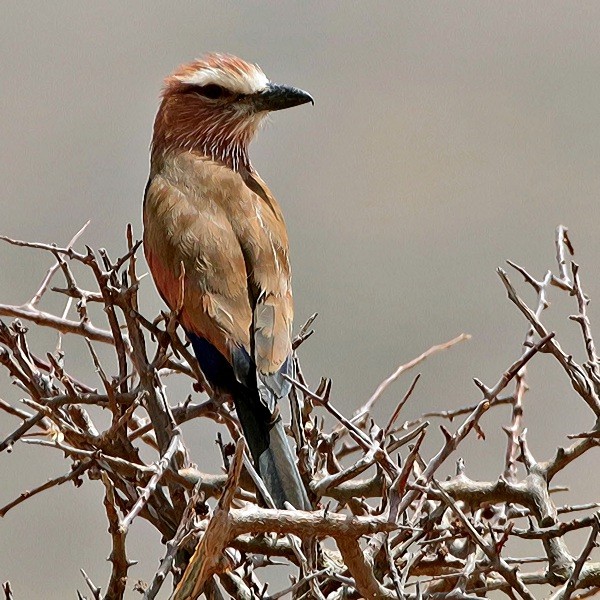 10. Samburu  Karine Van der Vurst  1-17