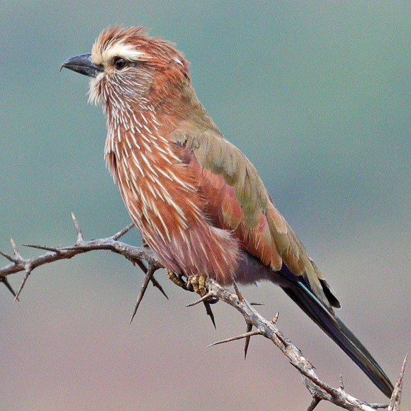 11. Mkomazi  Stuart Webb  2-17