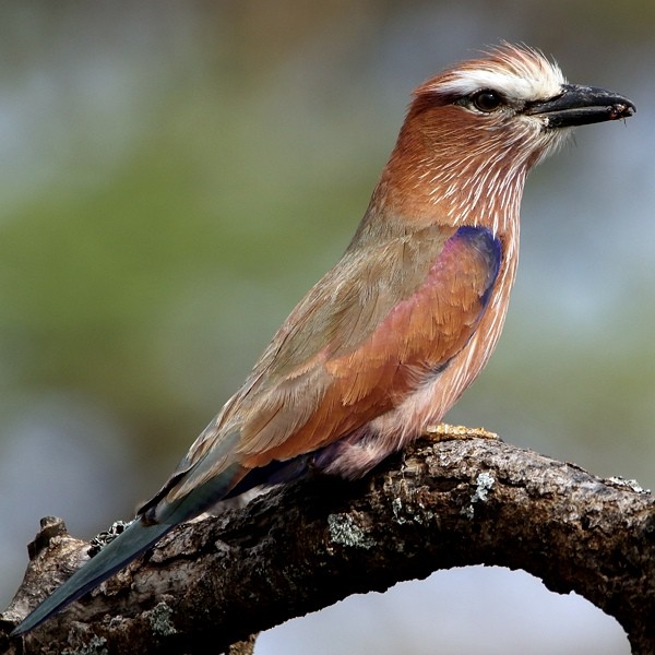 12. Serengeti  Claude Melde  11-17