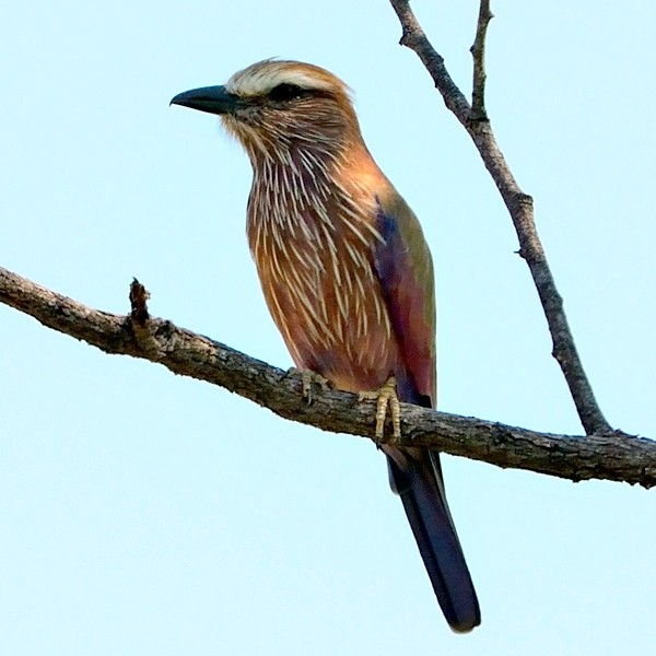 14. Okavango delta  3-16