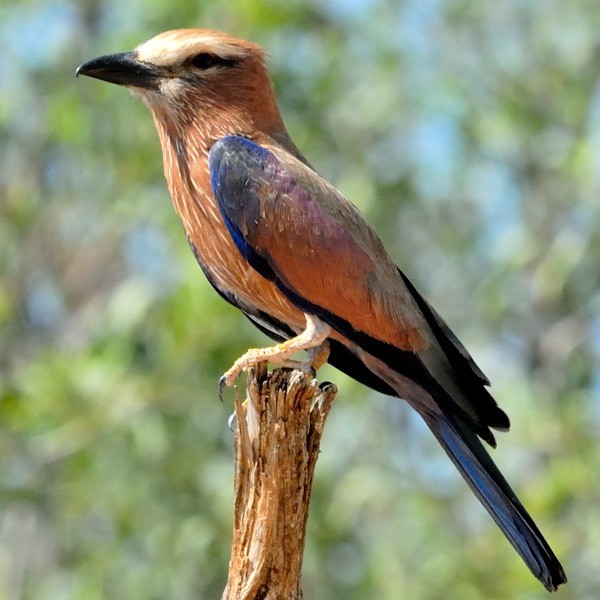 2. Ngare Naibor  1-12