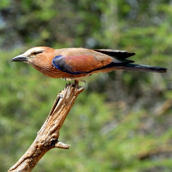 5. Ngare Naibor  1-12