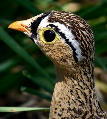 Black-faced Sandgrouse