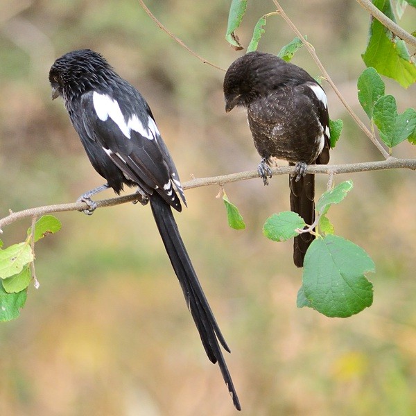 1. Adult & juvenile  Tarangire  7-14