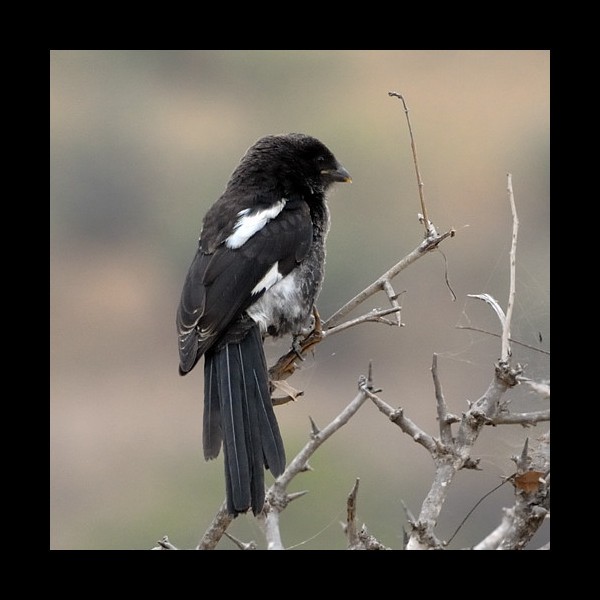 1. Immature Tarangire 7-10