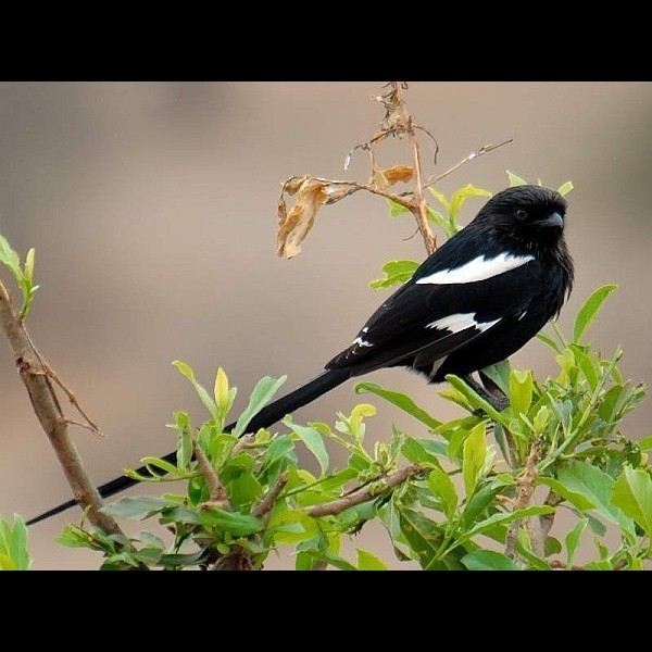 18. Tarangire  9-06
