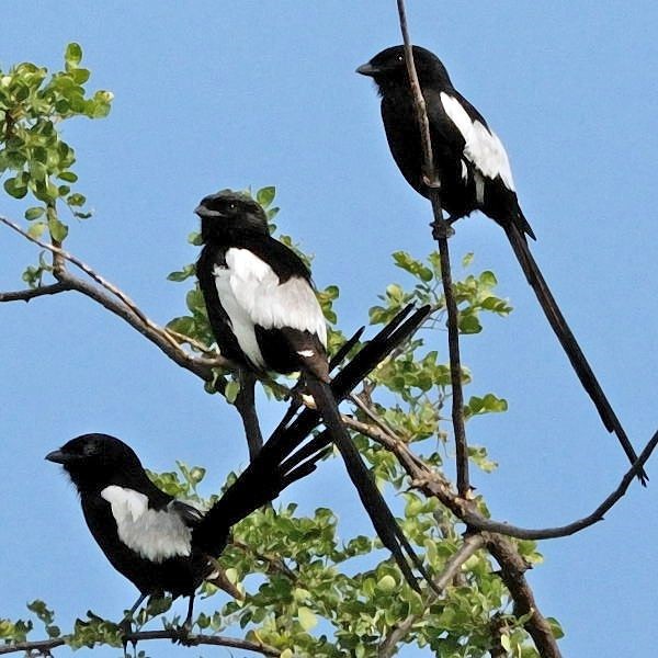 2. Tarangire  2-09