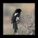 1. Immature Tarangire 7-10