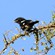 4. Juvenile  Sukuru  2-12