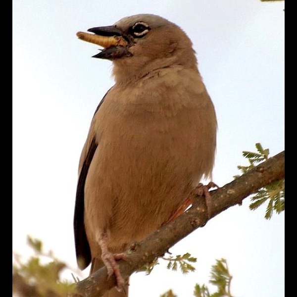 10. Serengeti  Donna Novotny  6-08