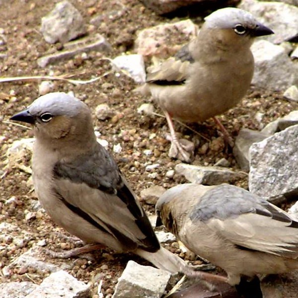 11. Serengeti  Michael Markussen  7-06