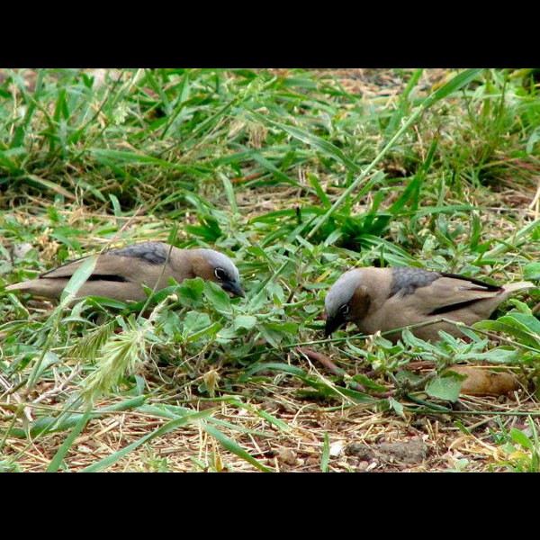 17.  Serengeti  Roger Zimmerman  2-08