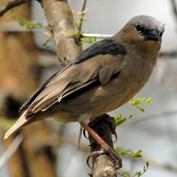 18.  Serengeti  1-09