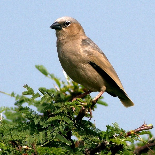 19. Ruaha  Stuart Webb   1-12