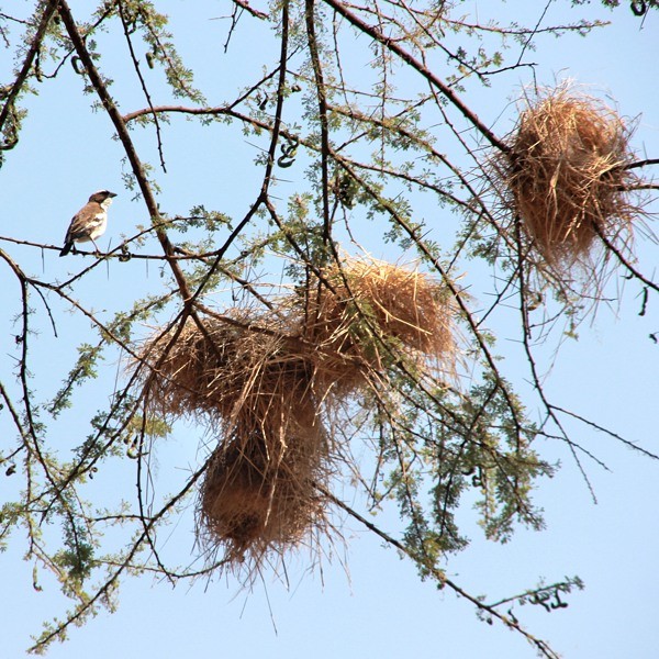 23. Tarangire  Michael Bassler  8-12