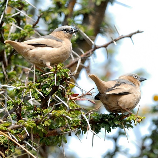 24. Nyamalumbwa  7-12