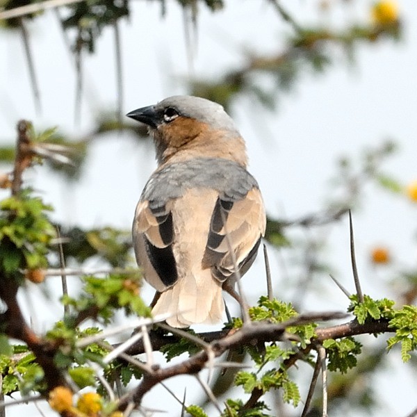 25. Nyamalumbwa  7-12