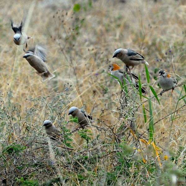 4.  With speckle-fronted weavers Ndutu  5-10