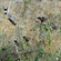 4.  With speckle-fronted weavers Ndutu  5-10