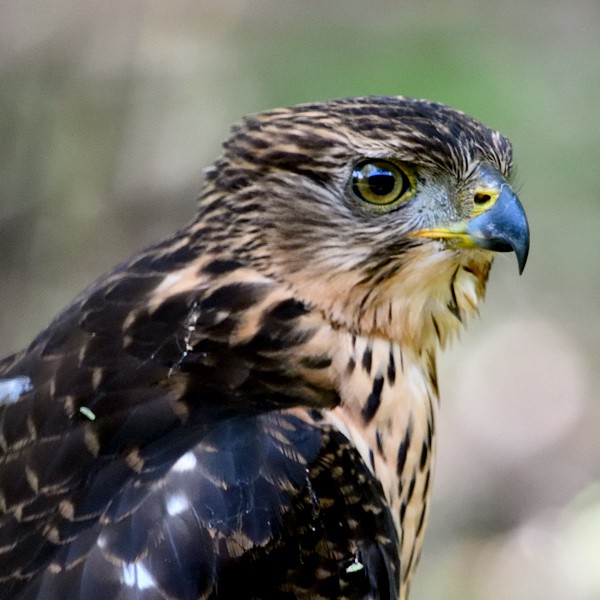 6. Juvenile   Usa River   Per Holmen   3-23