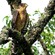 16. Juvenile  Arusha NP  Per Holmen  4-19