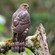 3. Juvenile  Castle Forest-Kenya  Per Holmen  7-18