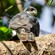 4. moult    Morogoro   Lily Shallom   11-21