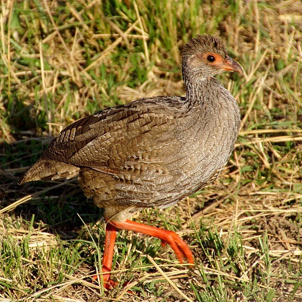 15. Immature  Mara River  Stefan Hitz  7-14