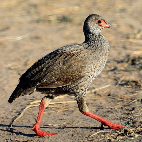 16.  Mara River  7-14