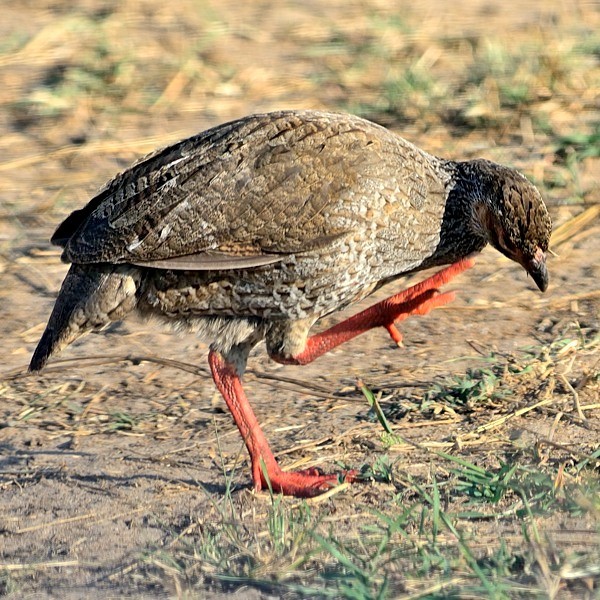 17.  Mara River  7-14