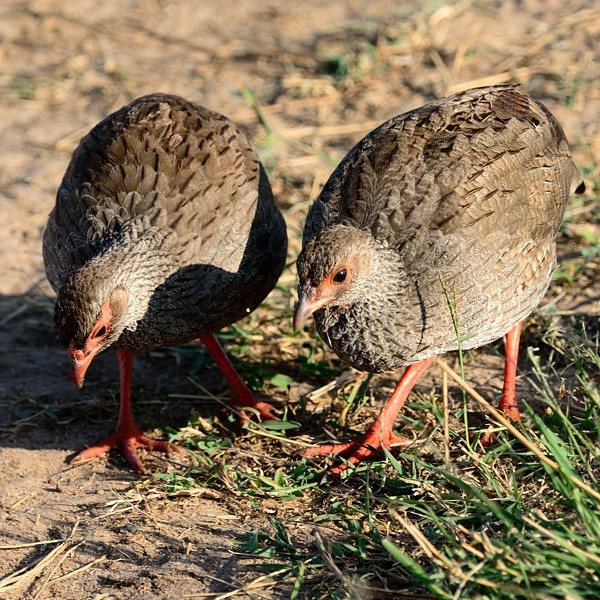 18.  Mara River  7-14