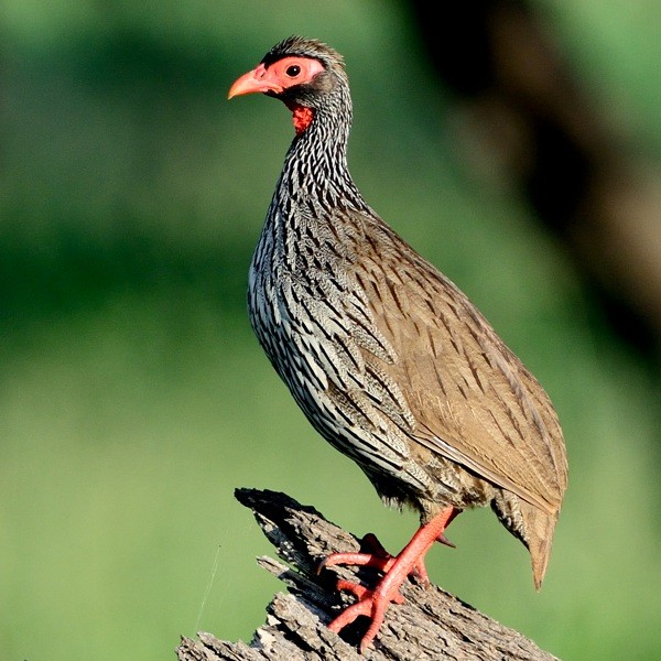 19.  Tarangire  7-14