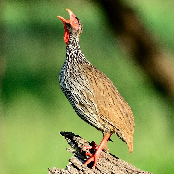 20.  Tarangire  7-14