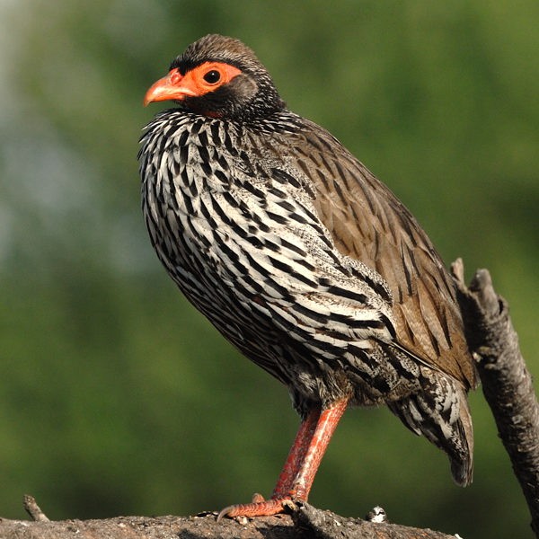 27.  Tarangire  12-10