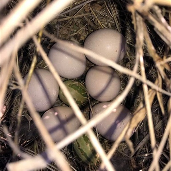 3. Eggs-nest  Mbomipa-Airstrip-Ruaha  Ethan Kinsey  6-20