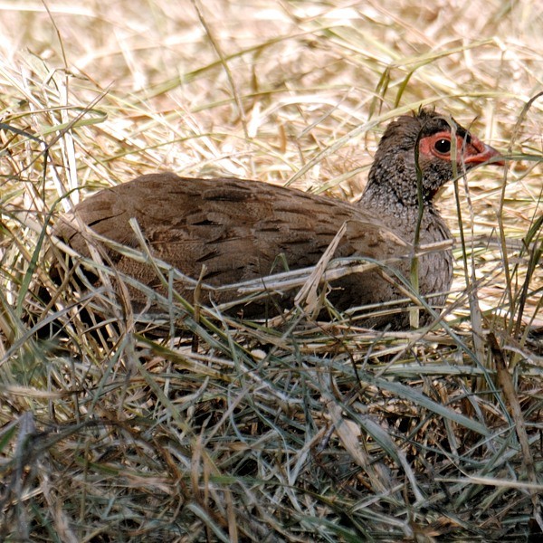 5. Nest  Serengeti  6-06