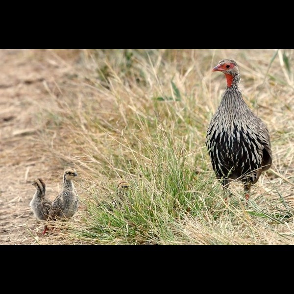 6. Mikumi  Friedemann Vetter  7-18