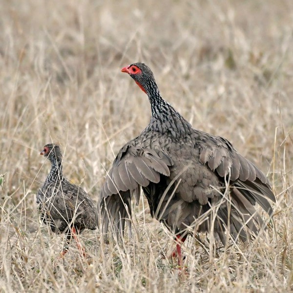 7. Mikumi  Friedemann Vetter  7-18