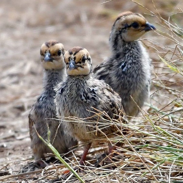 8. Mikumi  Friedemann Vetter  7-18