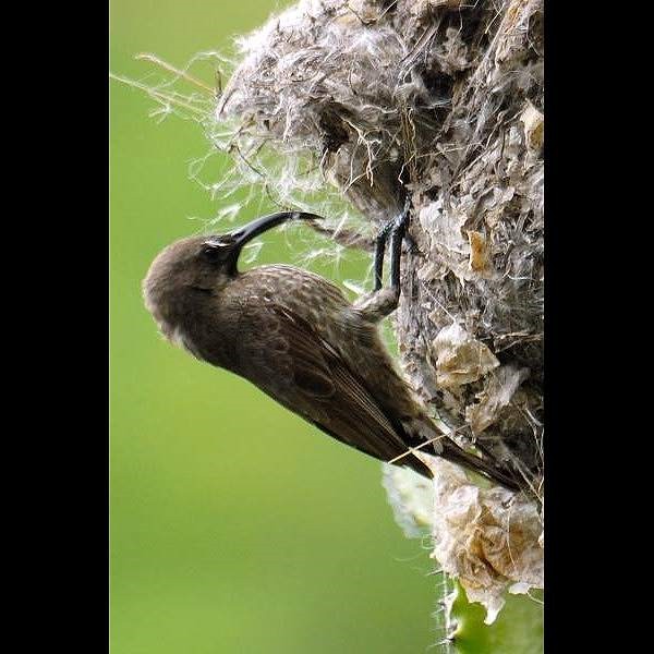 1. Building nest  Olasiti  5-08
