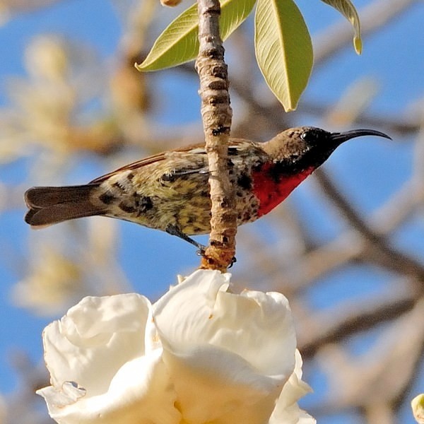 16.  Tarangire  12-10