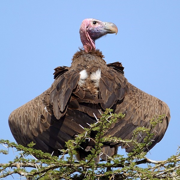 13. Lake Manyara  Luc Grollie  7-11